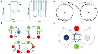 Double Two-State Opsin Model With Autonomous Parameter Inference